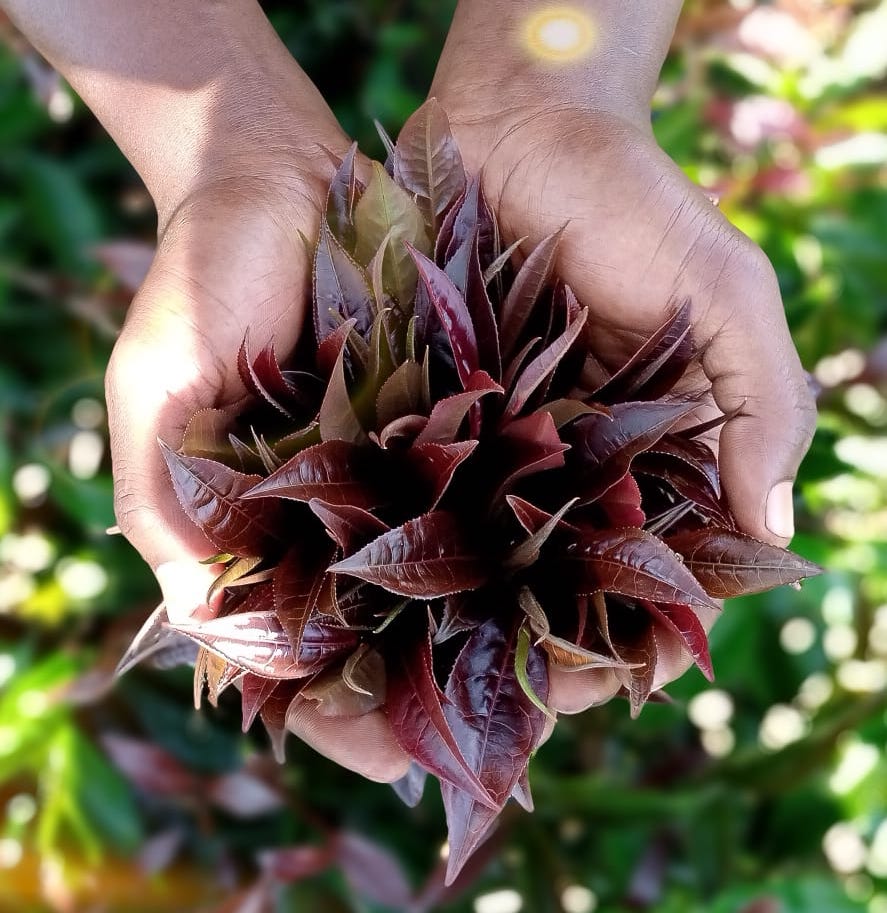 violetinės arbatos lapeliai