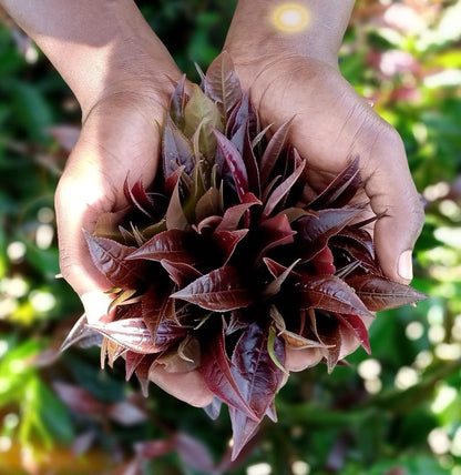 violetinės arbatos lapeliai